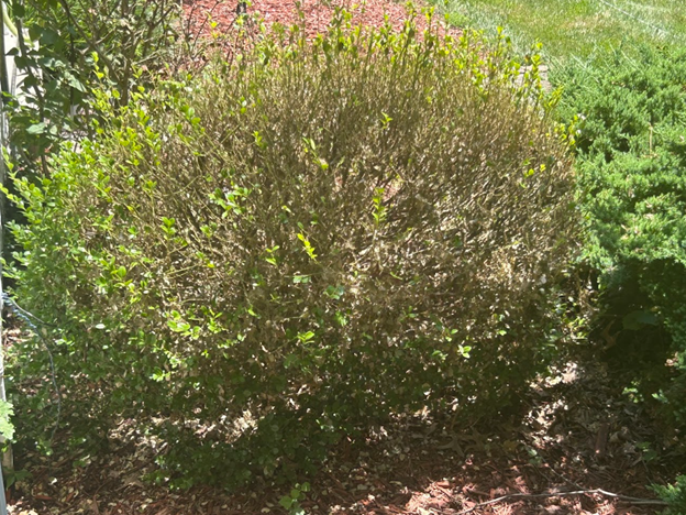 box tree moth damage